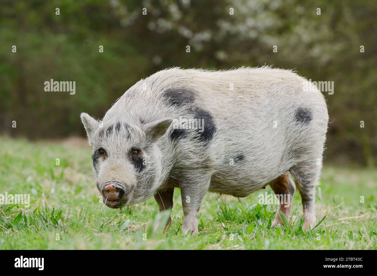 Göttinger Minischwein (Sus scrofa f. domestica) auf einer Wiese, Nordrhein-Westfalen, Deutschland Stockfoto