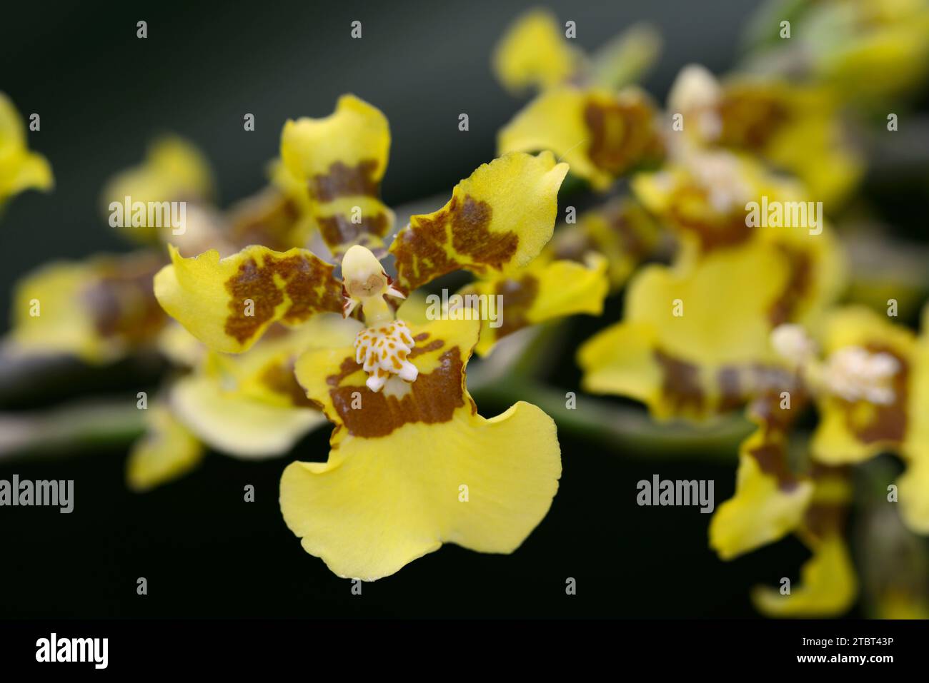 Oncidium Orchidee (Oncidium sphacelatum), Blume, heimisch in Mittelamerika Stockfoto