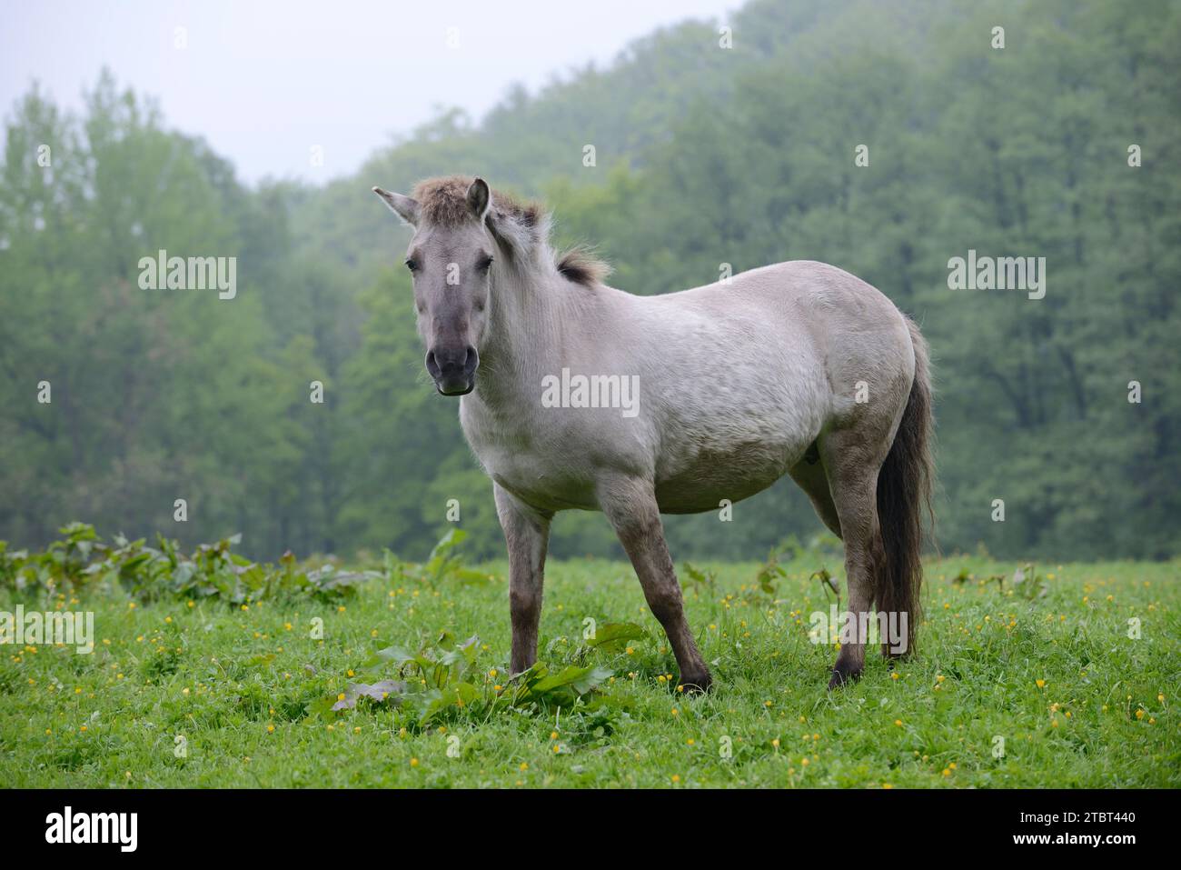Schwanzpferd (Equus ferus ferus caballus, Equus przewalskii ferus caballus) auf einer Wiese, Deutschland Stockfoto