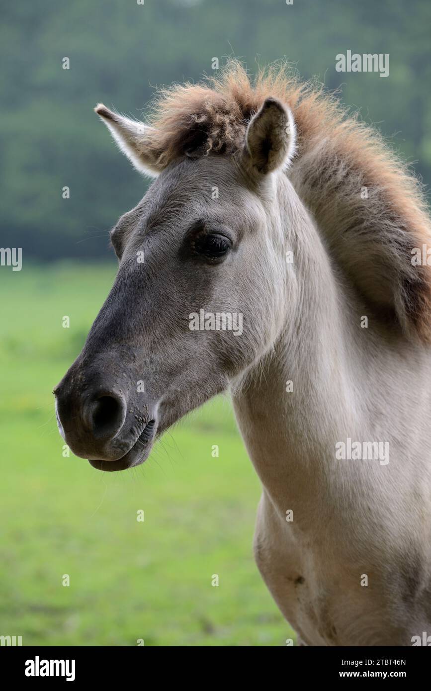 Schwanzpferd (Equus ferus ferus caballus, Equus przewalskii ferus caballus), Porträt, Deutschland Stockfoto