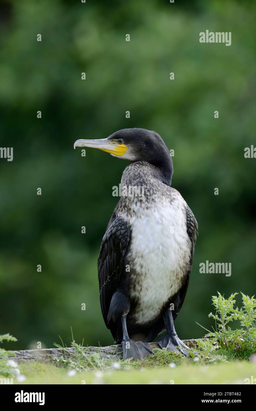 Kormoran (Phalacrocorax carbo), unreif, Niederlande Stockfoto