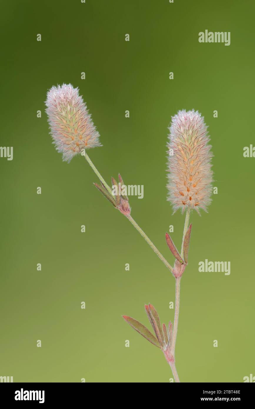 Hasenklee oder Feldklee (Trifolium arvense), Nordrhein-Westfalen, Deutschland Stockfoto