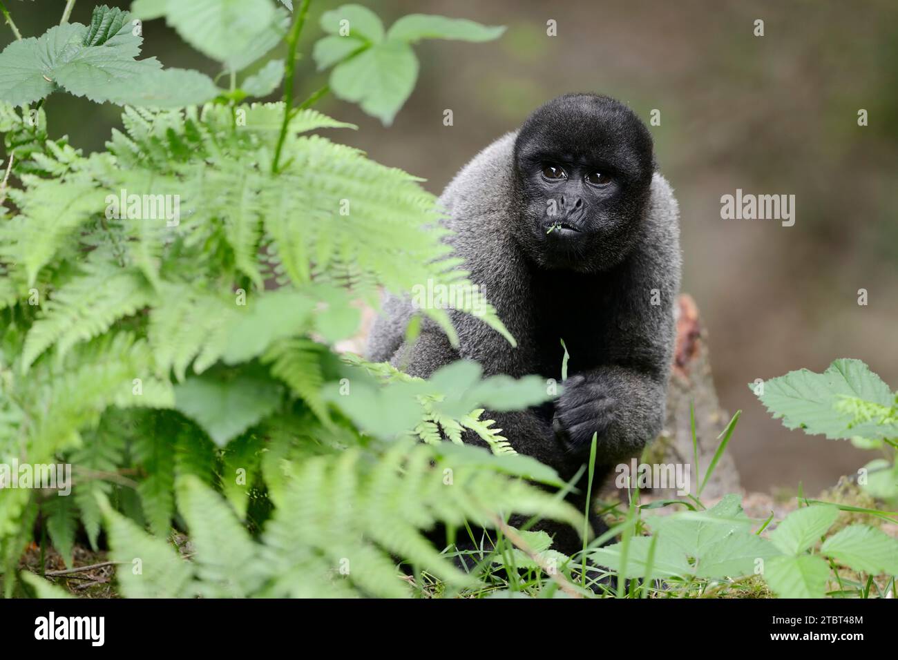 Brauner Wollaffen (Lagothrix lagotricha lagotricha) Stockfoto