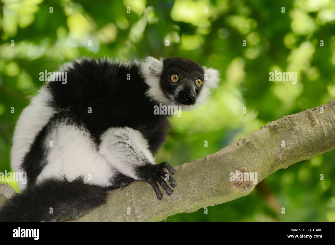 Schwarz-weiß-Vari (Varecia variegata), Vorkommen auf Madagaskar Stockfoto