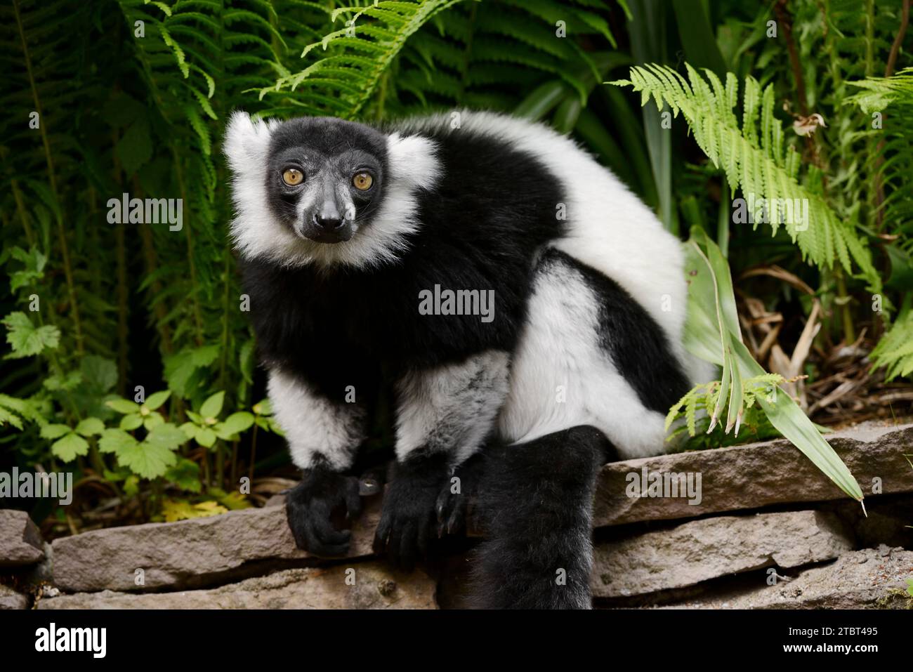 Schwarz-weiß-Vari (Varecia variegata), Vorkommen auf Madagaskar Stockfoto