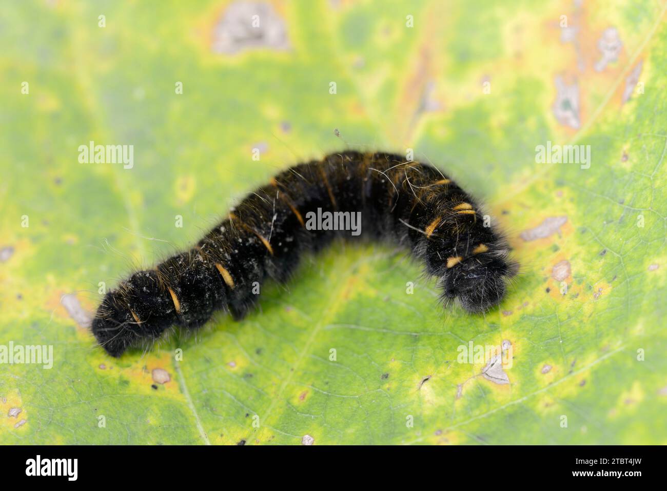 Brombeermotten (Macrothylacia rubi), caterpillar, Nordrhein-Westfalen, Deutschland Stockfoto