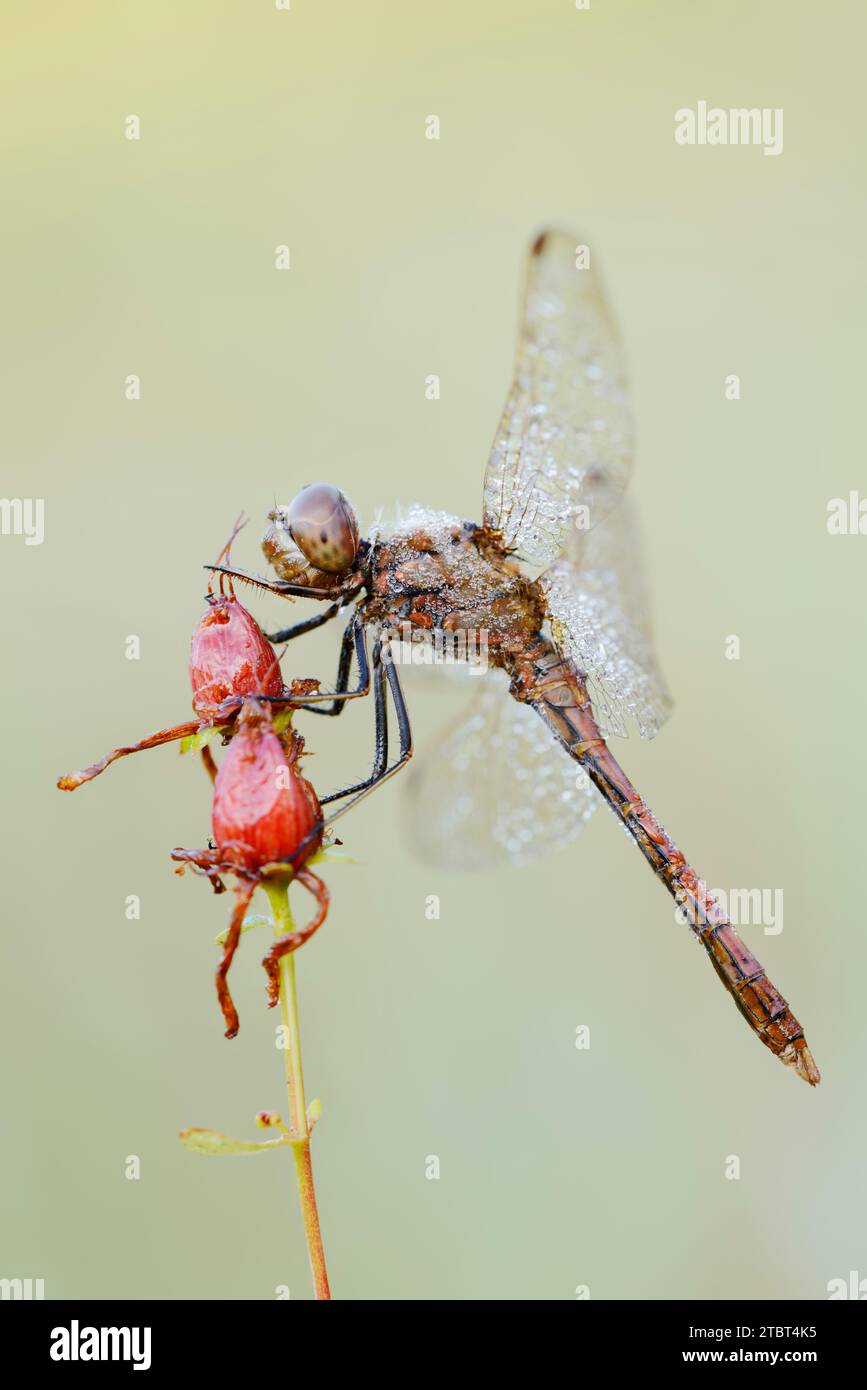 Libelle (Sympetrum vulgatum), männlich, Nordrhein-Westfalen, Deutschland Stockfoto