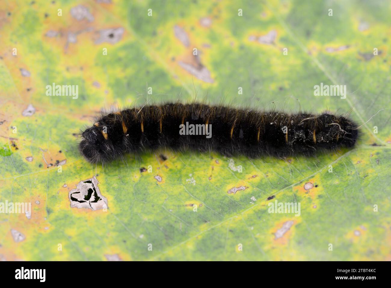 Brombeermotten (Macrothylacia rubi), caterpillar, Nordrhein-Westfalen, Deutschland Stockfoto