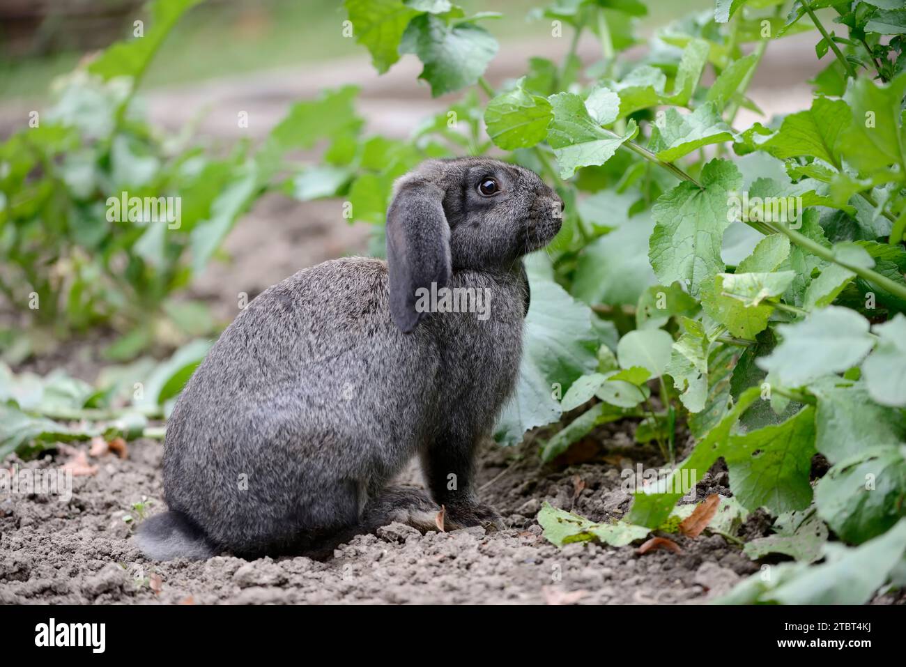Deutscher Riese (Oryctolagus cuniculus forma domestica) im Garten, Nordrhein-Westfalen, Deutschland Stockfoto