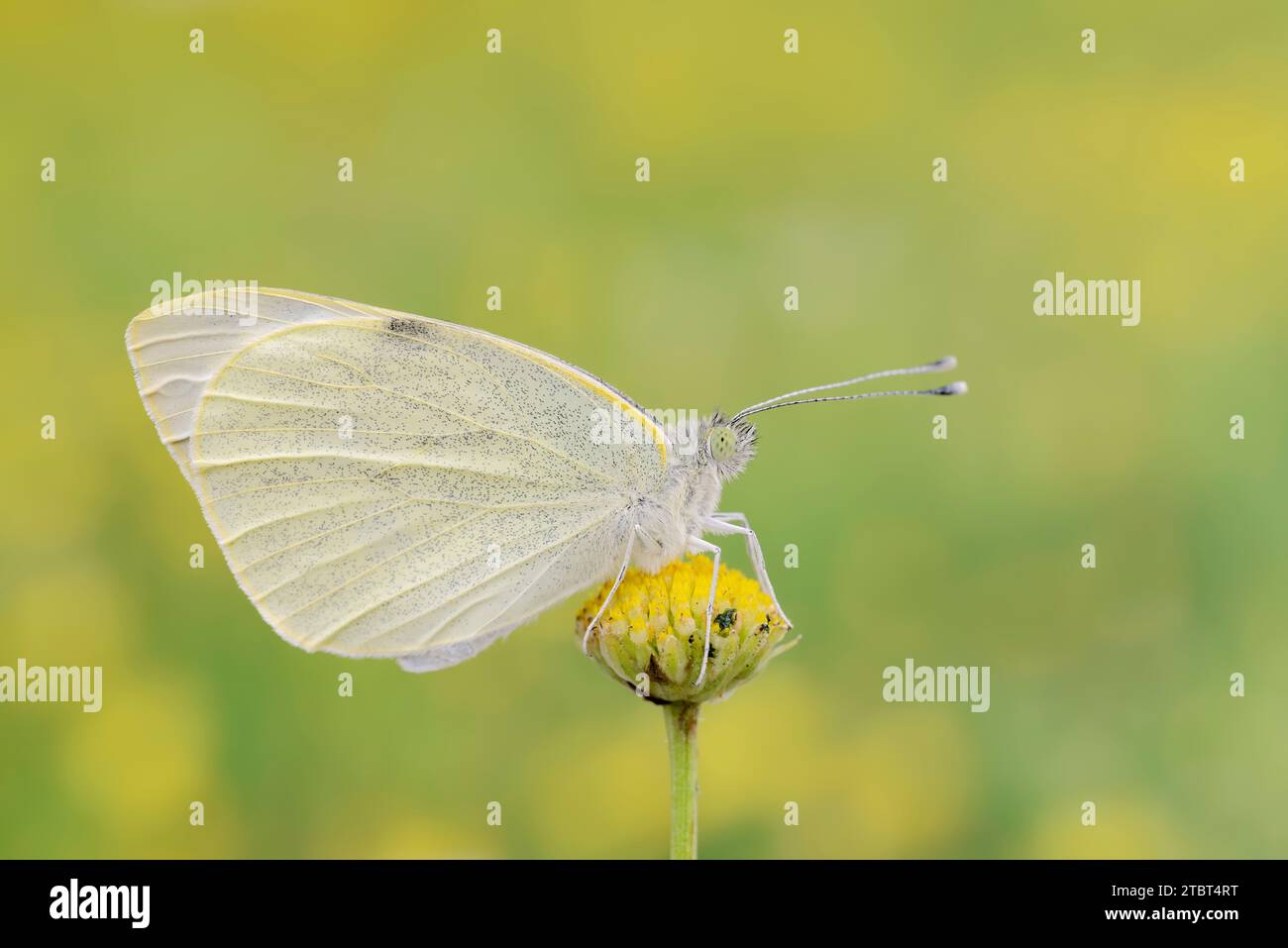 Großer Weißkohl-Schmetterling (Pieris brassicae), Nordrhein-Westfalen, Deutschland Stockfoto