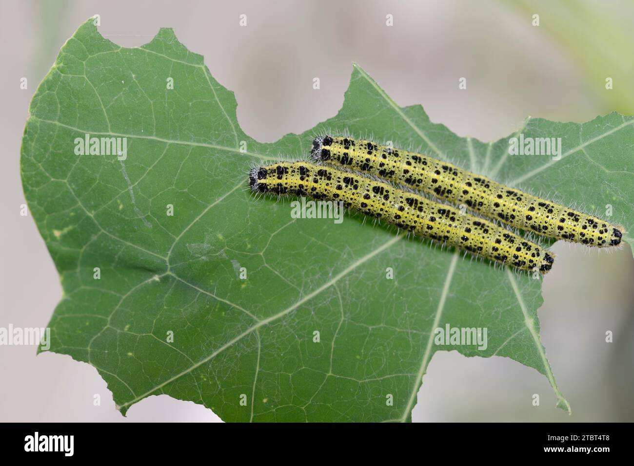 Großer Weißkohl-Schmetterling (Pieris brassicae), Raupen, Nordrhein-Westfalen, Deutschland Stockfoto