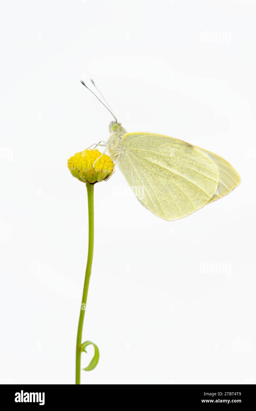 Großer Weißkohl-Schmetterling (Pieris brassicae), Nordrhein-Westfalen, Deutschland Stockfoto
