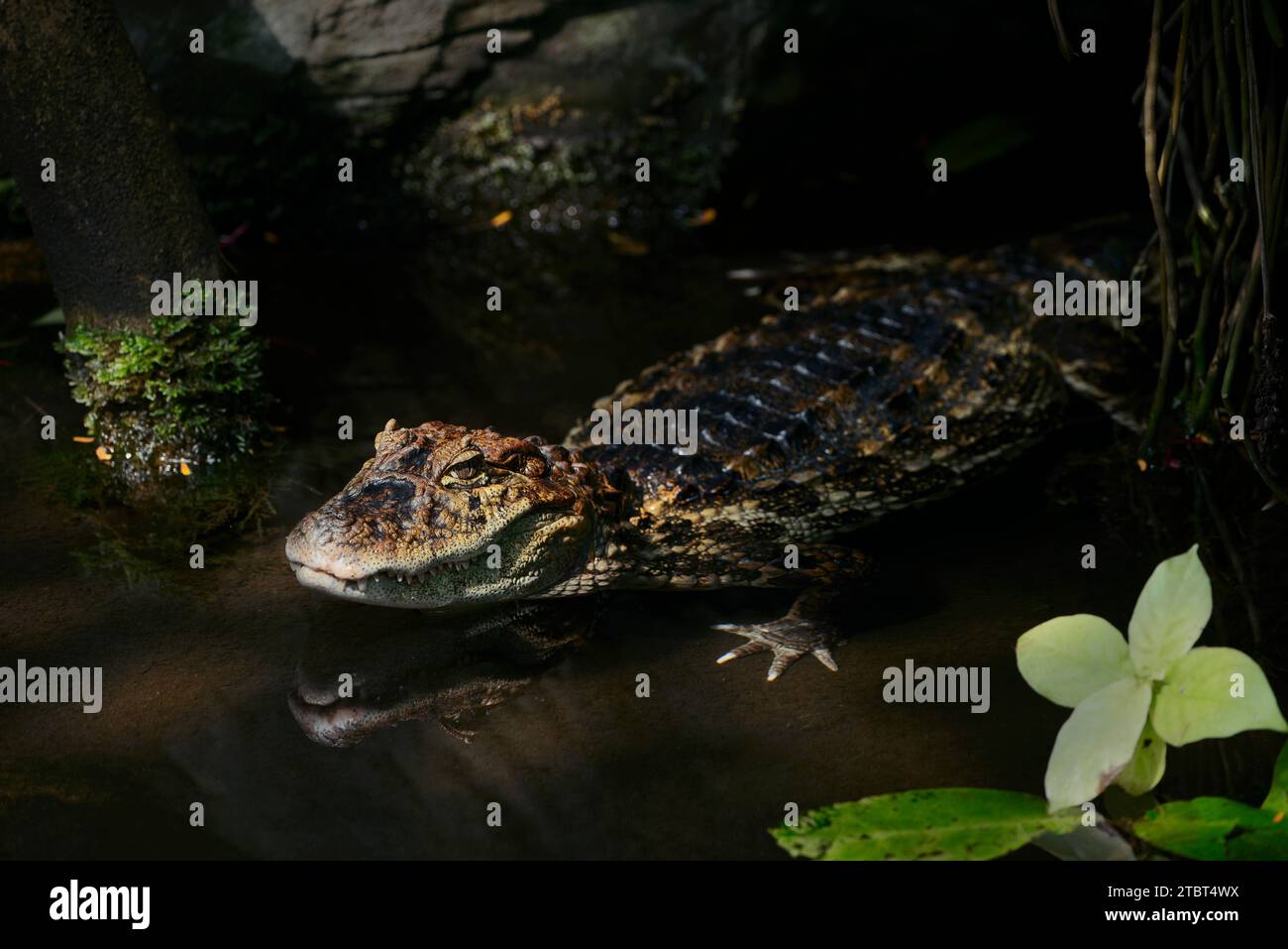 Breitschnuriger Kaiman (Caiman latirostris) Stockfoto