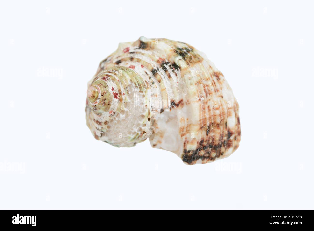 Roter faltiger Stern (Bolma rugosa), Schneckenschale Stockfoto