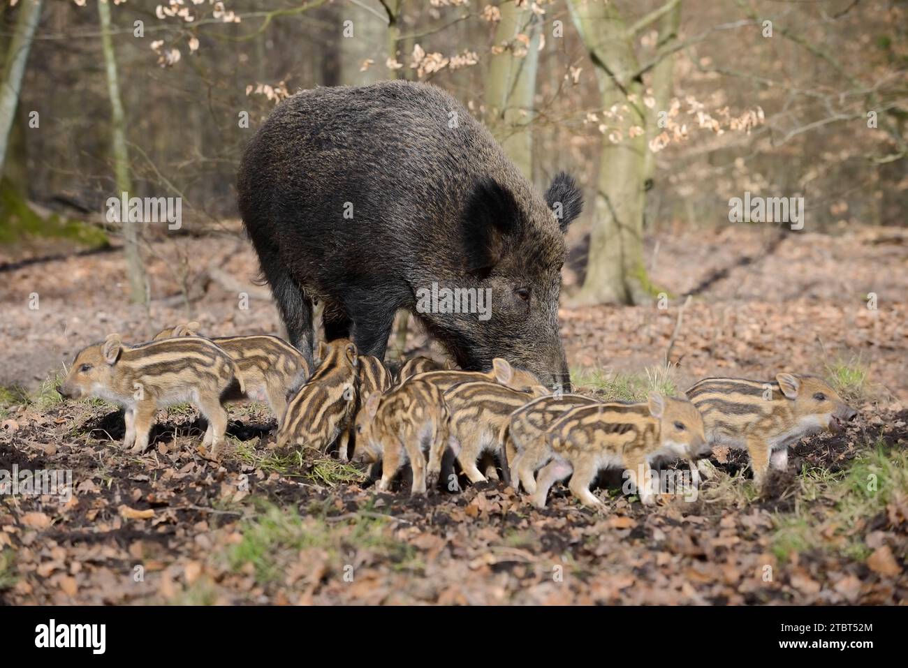 Europäisches Wildschwein (Sus scrofa scrofa), weibliches und junges Wildschwein, Nordrhein-Westfalen, Deutschland Stockfoto