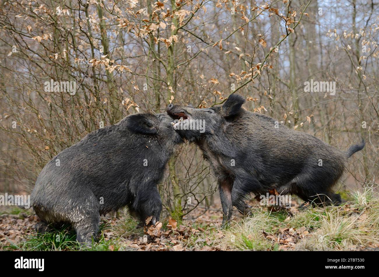 Europäisches Wildschwein (Sus scrofa scrofa), Kampfböcke, Nordrhein-Westfalen, Deutschland Stockfoto