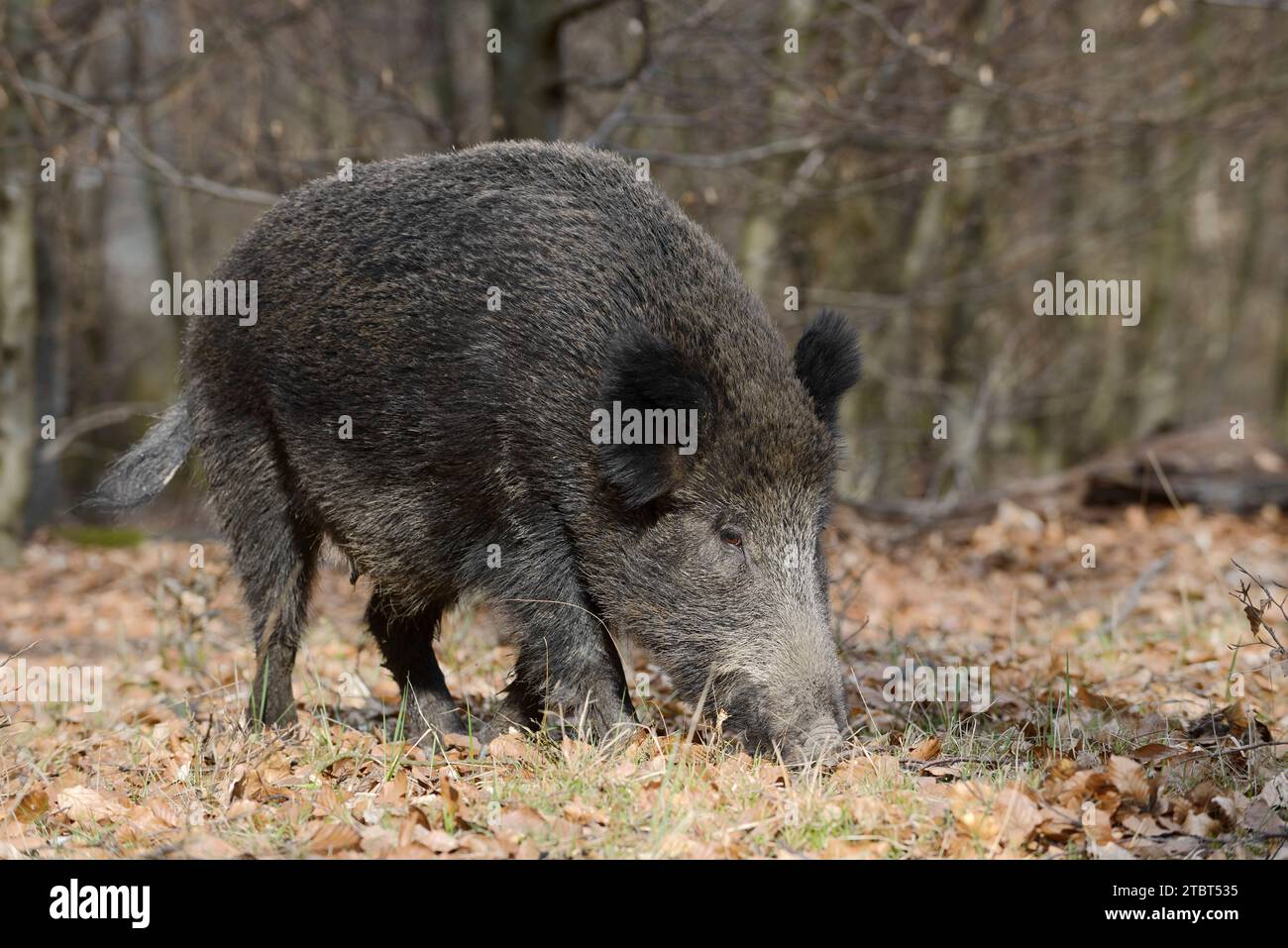 Europäisches Wildschwein (Sus scrofa scrofa), Bach, Nordrhein-Westfalen, Deutschland Stockfoto