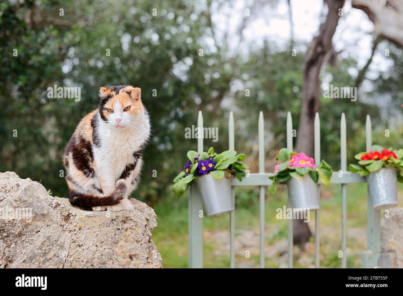 Hauskatze (Felis catus) auf einer Mauer sitzend, Nordrhein-Westfalen, Deutschland Stockfoto