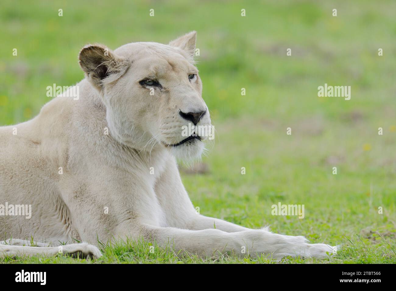 Weißer Löwe (Panthera leo), weiblich Stockfoto