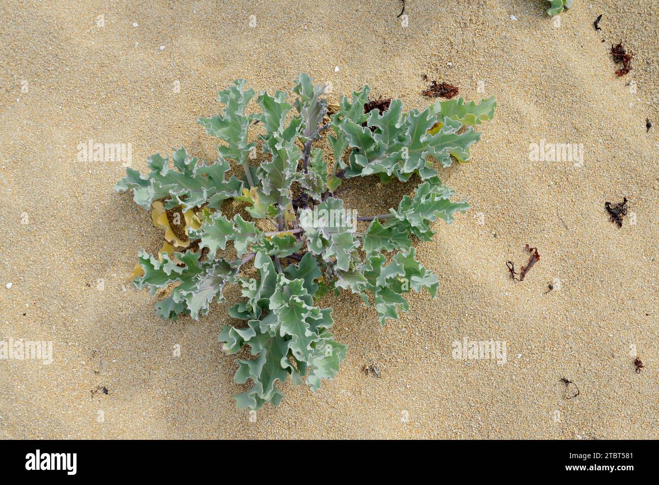 Echter Meerkohl oder Küstenkohl (Crambe maritima), Bretagne, Frankreich Stockfoto