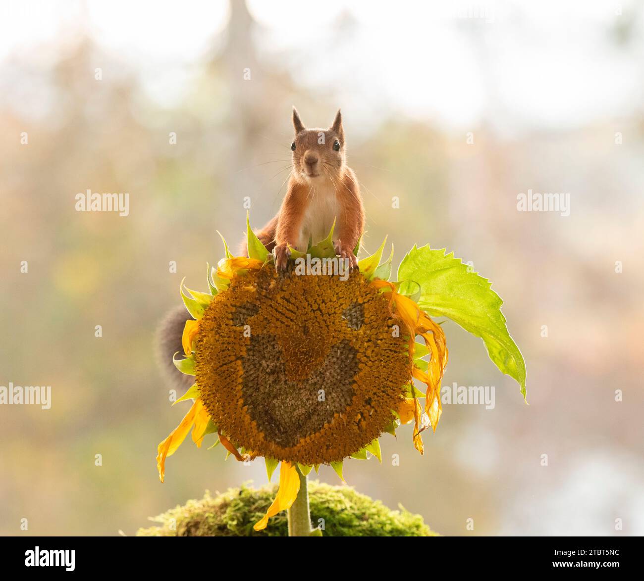 Rotes Eichhörnchen mit einer Sonnenblume und einem Gesicht Stockfoto