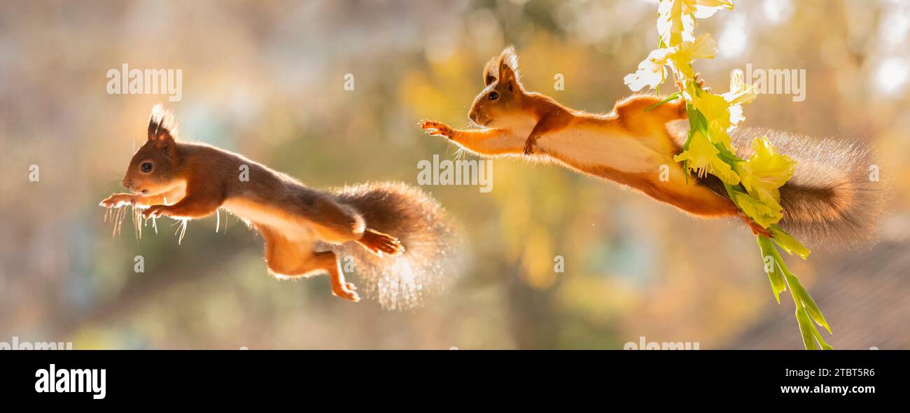 Rote Eichhörnchen mit Gladiolus-Stiel mit Blumen Stockfoto