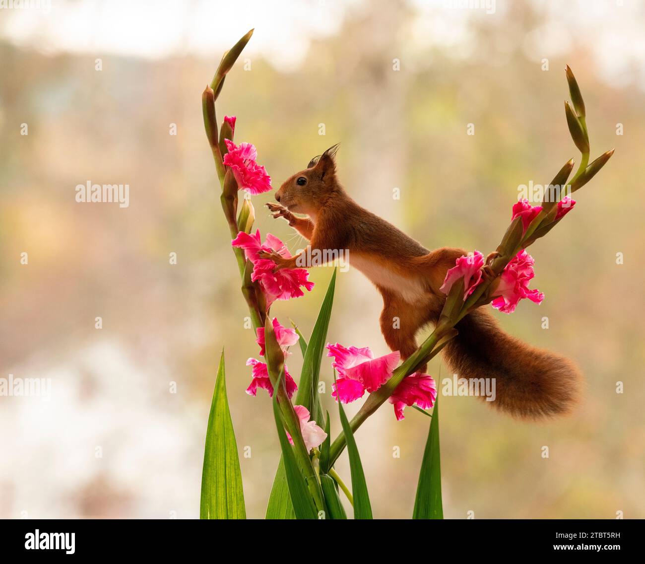 Rotes Eichhörnchen mit Gladiolus-Blüten Stockfoto