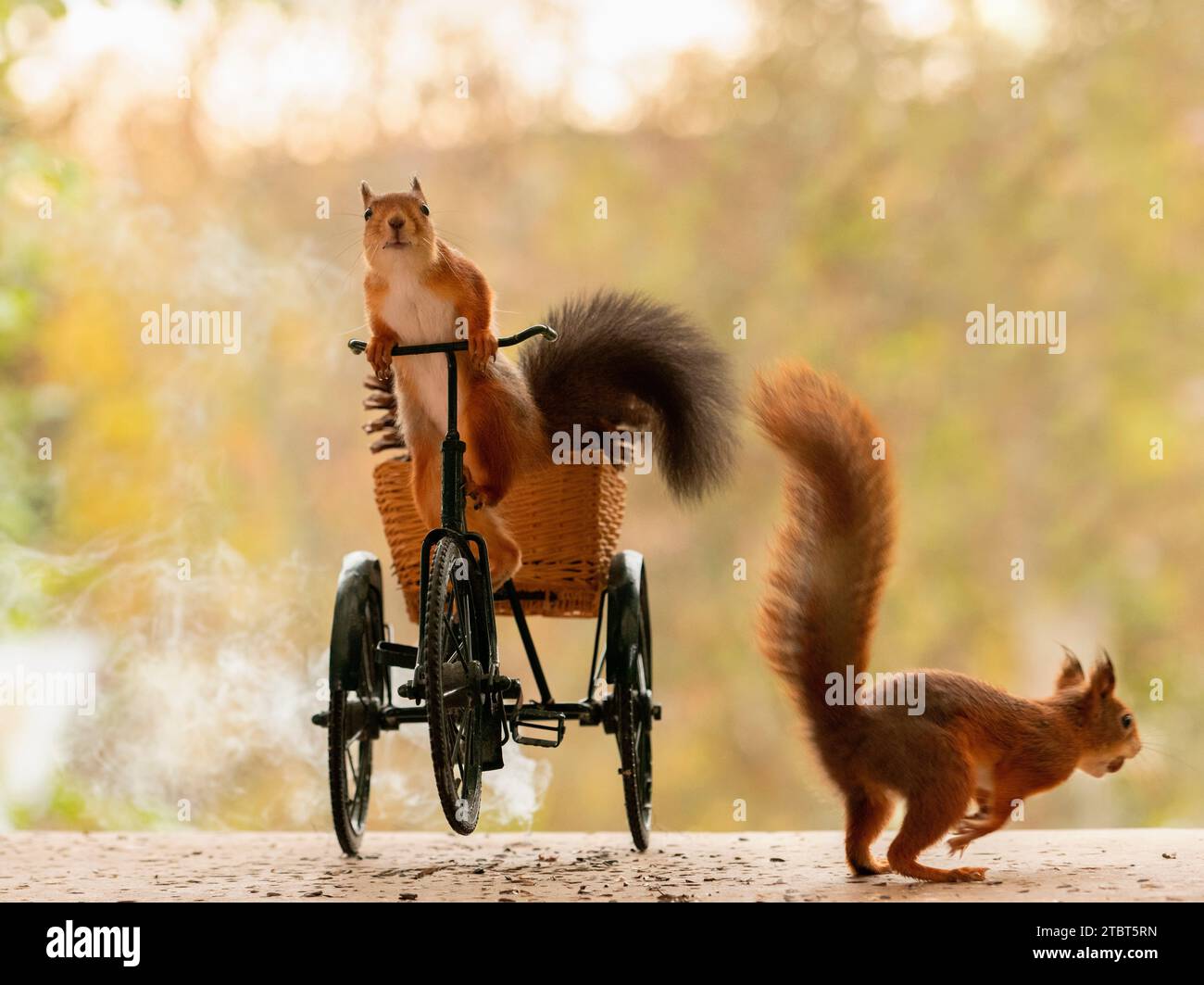 Rote Eichhörnchen mit dem Fahrrad Stockfoto