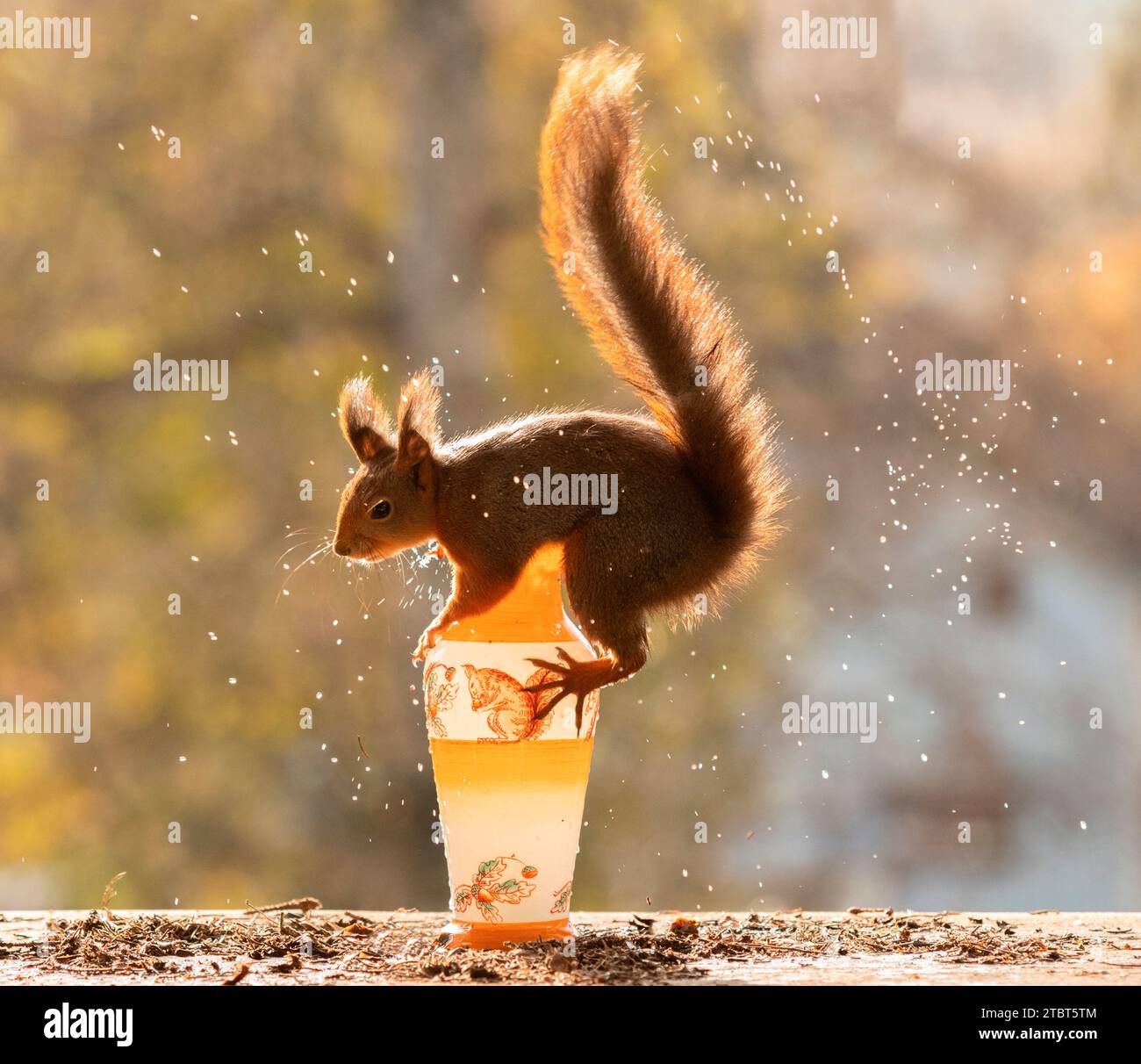 Red Eichhörnchen klettern auf eine Vase Stockfoto