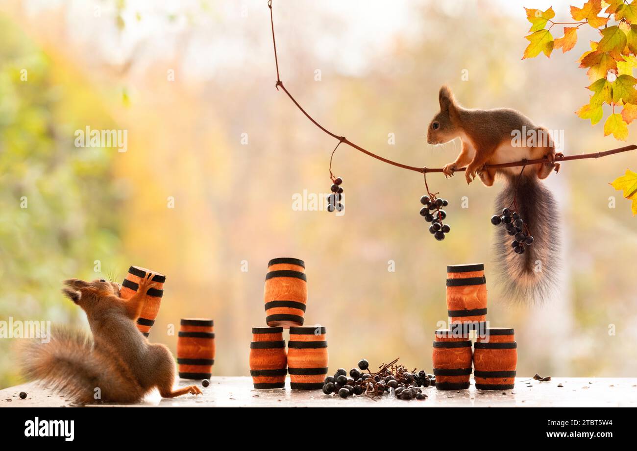 Rote Eichhörnchen mit Trauben in Traubenzweigen und Fässern Stockfoto