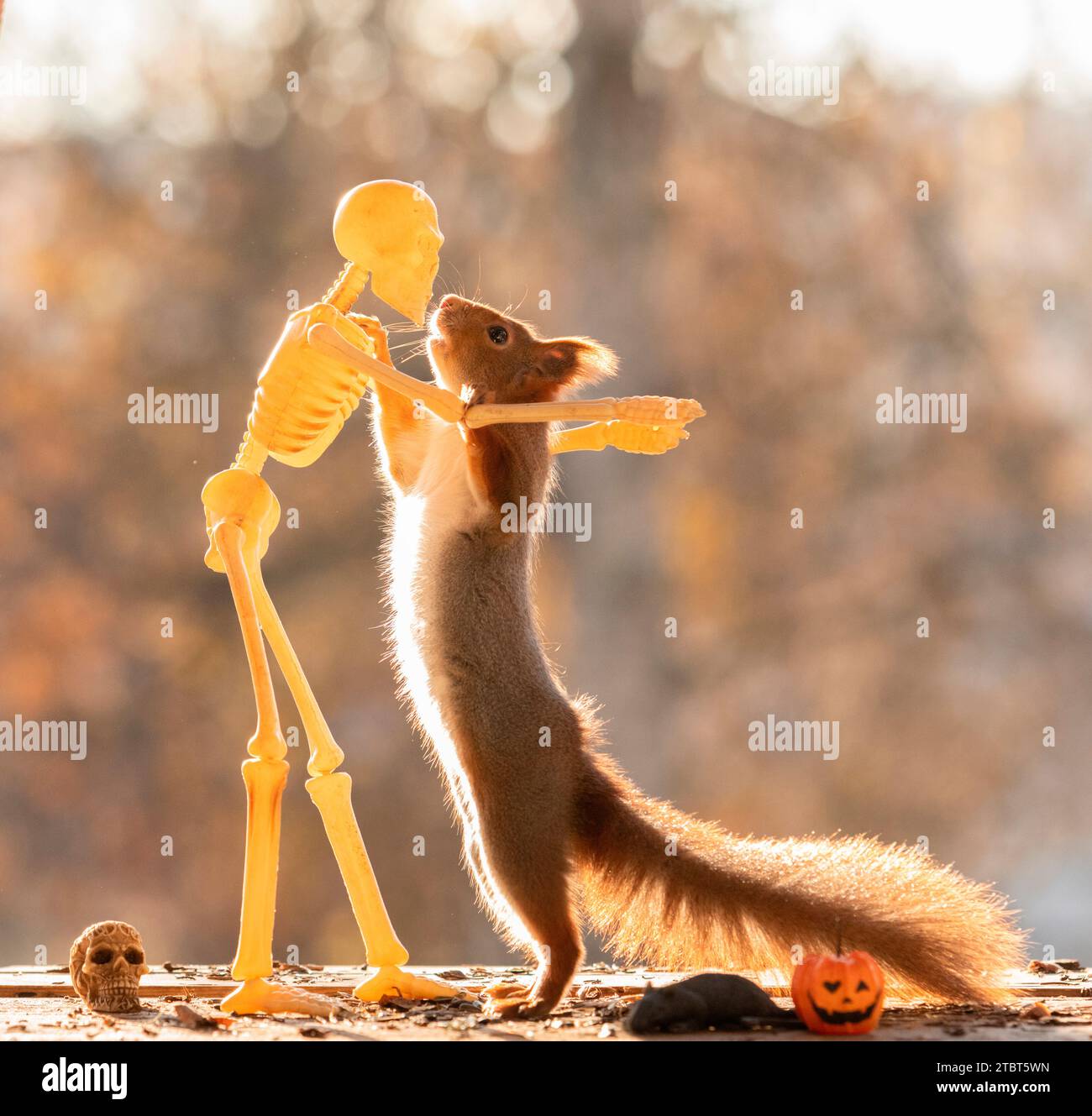 Rotes Eichhörnchen mit einem menschlichen Skelett Stockfoto