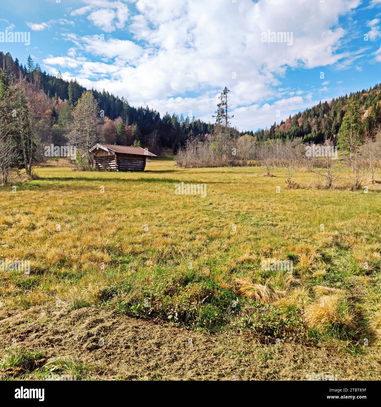 Feuchtgebiet bei Krün im Oberen Isartal, Oberbayern, Bayern, Deutschland Stockfoto