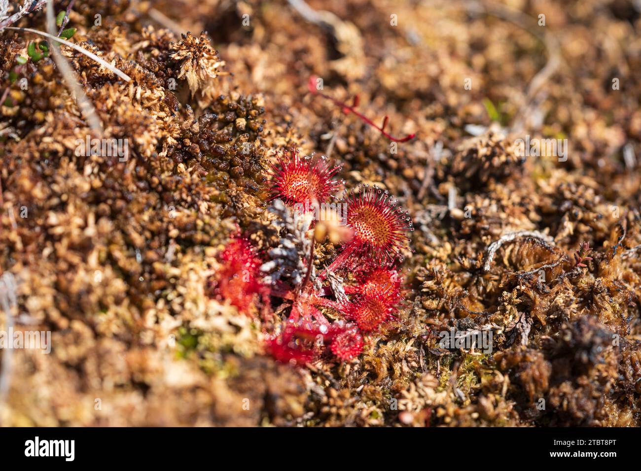 Runde-leaved Sonnentau, Drosera rotundifolia Stockfoto