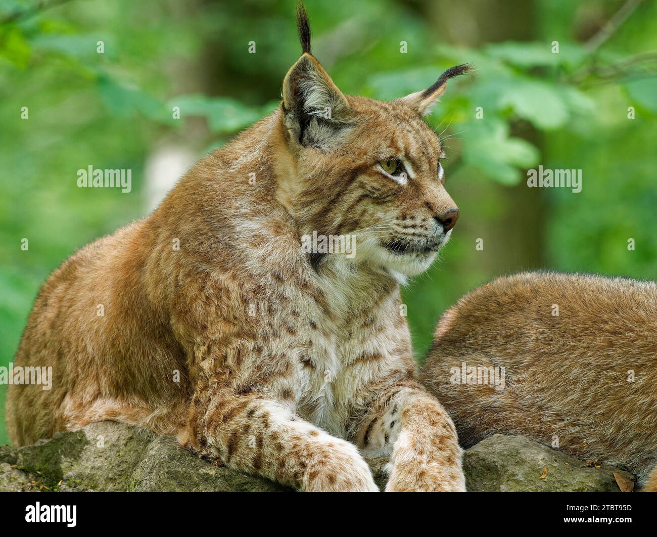 Eurasischer Luchs, nördlicher Luchs, Luchs, Luchs Stockfoto