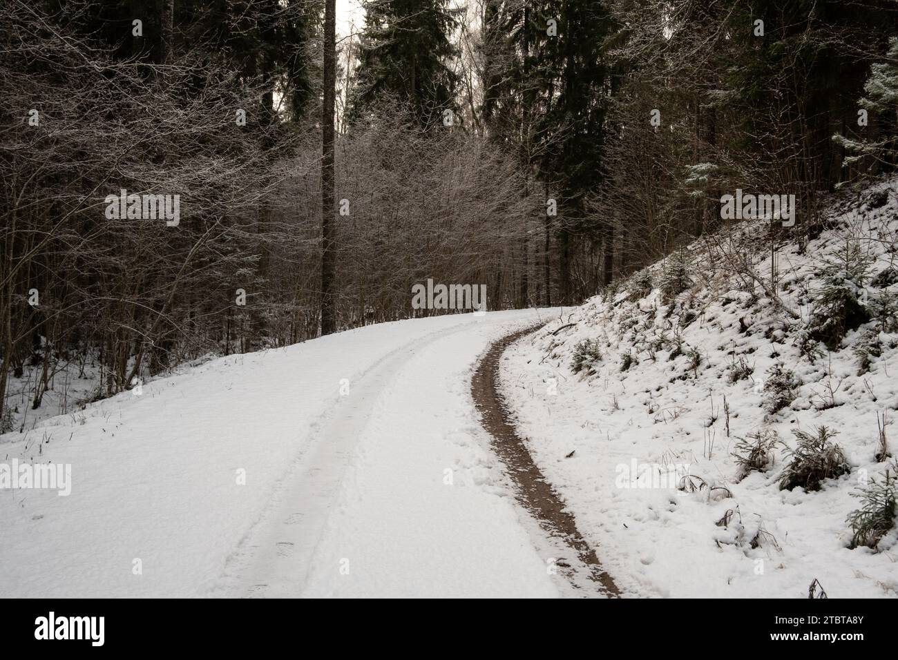 Reifenabdrücke im Schnee erzählen die Geschichte von Reisenden, die sich durch die ruhige, winterliche Oase dieser waldreichen Landschaft wagen. Stockfoto