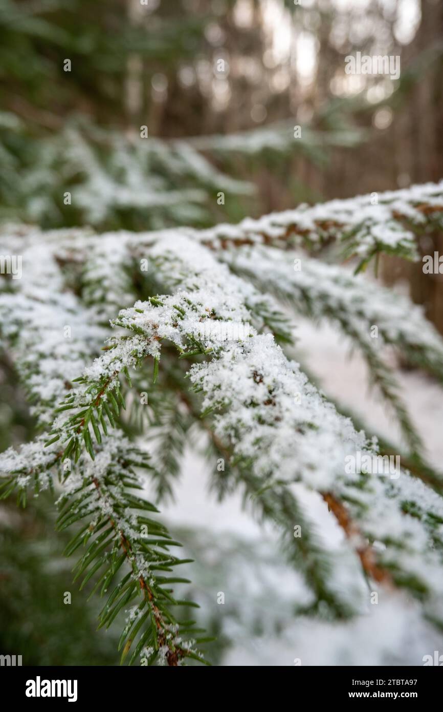 Unter einer Schneedecke glitzern Tannennadeln, die eine winterliche Geschichte in der unberührten Leinwand der Natur weben. Stockfoto Unter einer Schneedecke glitzern Tannennadeln, die eine winterliche Geschichte in der unberührten Leinwand der Natur weben. Stockfoto