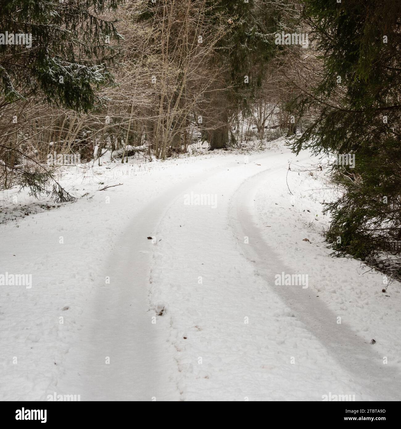 Die Spuren im Schnee erzählen von den sonnigen Waldwegen und erzählen von winterlichen Abenteuern. Stockfoto