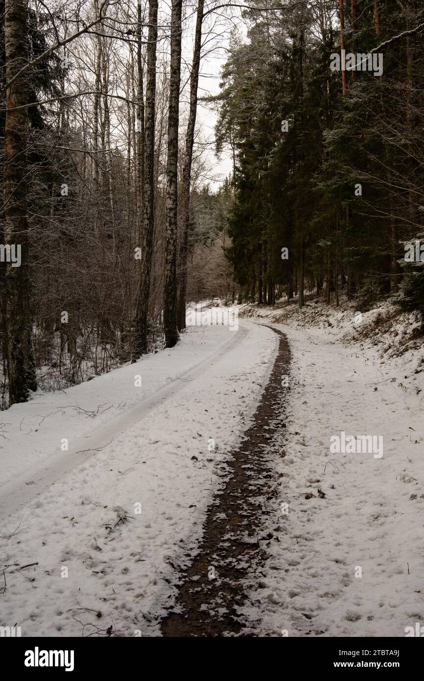 Ein schneebedecktes Tableau mit Reifenspuren, ein Zeugnis für die Erkundung dieser sonnendurchfluteten Waldstraßen inmitten der Ruhe des Winters. Stockfoto