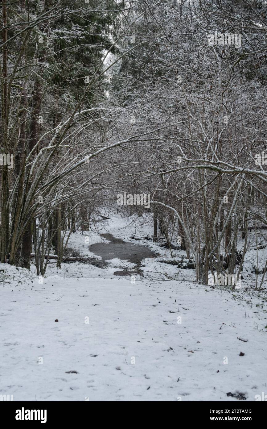 Genießen Sie die stille Schönheit von Latvijas verschneiten Pfaden in Pokainu Mezs, eine ruhige Reise durch winterliches Flüstern. Stockfoto