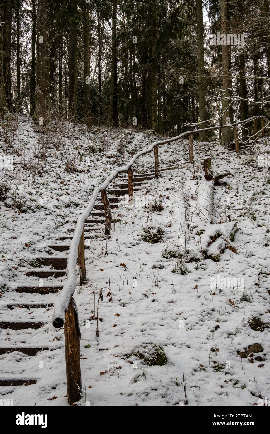 Auf schneebedeckten Stufen in die winterliche Umgebung eines Waldes – eine bezaubernde Reise durch Pokainu Mezs, Dobele, Latvija. Stockfoto