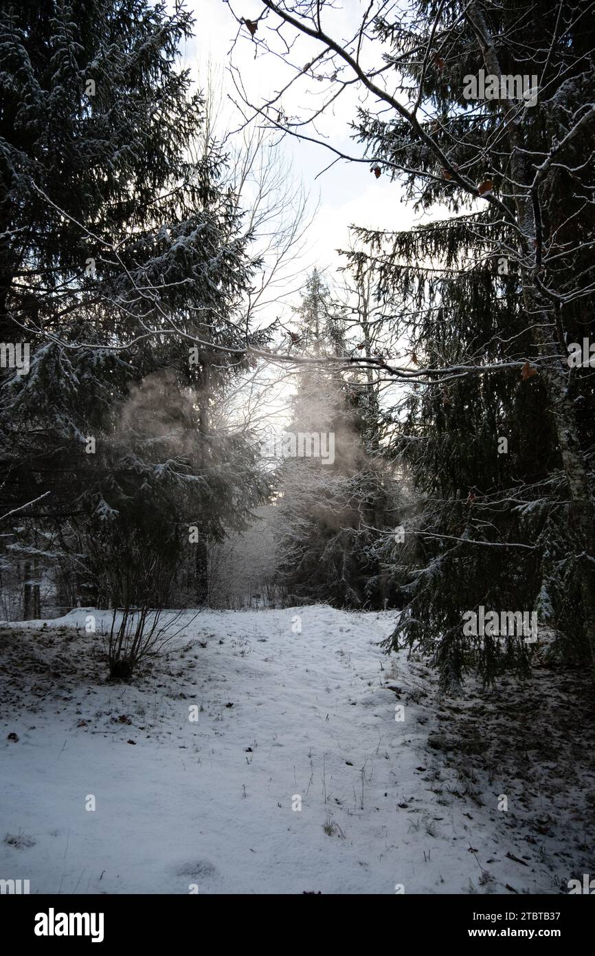 Das leise Flüstern der schneebedeckten Tannen begleitet die Spuren auf diesem magischen Pfad in Pokainu Mezs und lädt zu einem ruhigen Spaziergang ein. Stockfoto