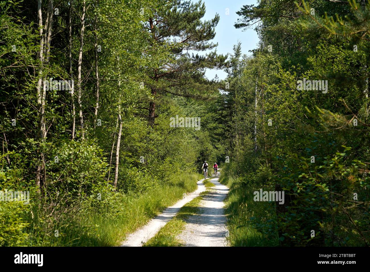 Deutschland, Bayern, Oberbayern, Landkreis Traunstein, Chiemgau, bei Feldwies, Chiemseerundweg, Wald, Mischwald Stockfoto