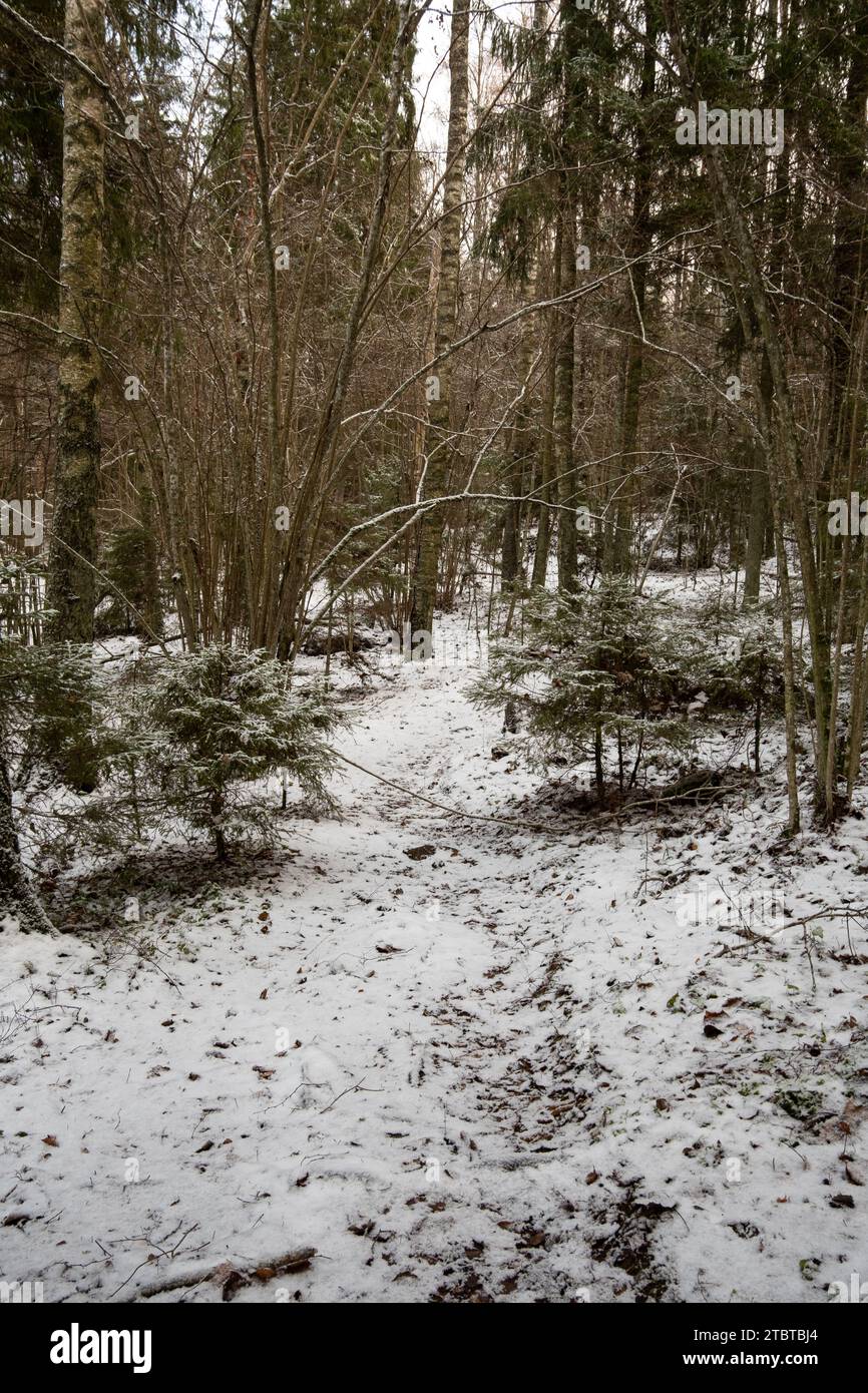 Mit jedem Schritt auf diesem schneebedeckten Pfad im ruhigen Wald von Pokainu Mezs entfaltet sich eine Wintergeschichte. Stockfoto