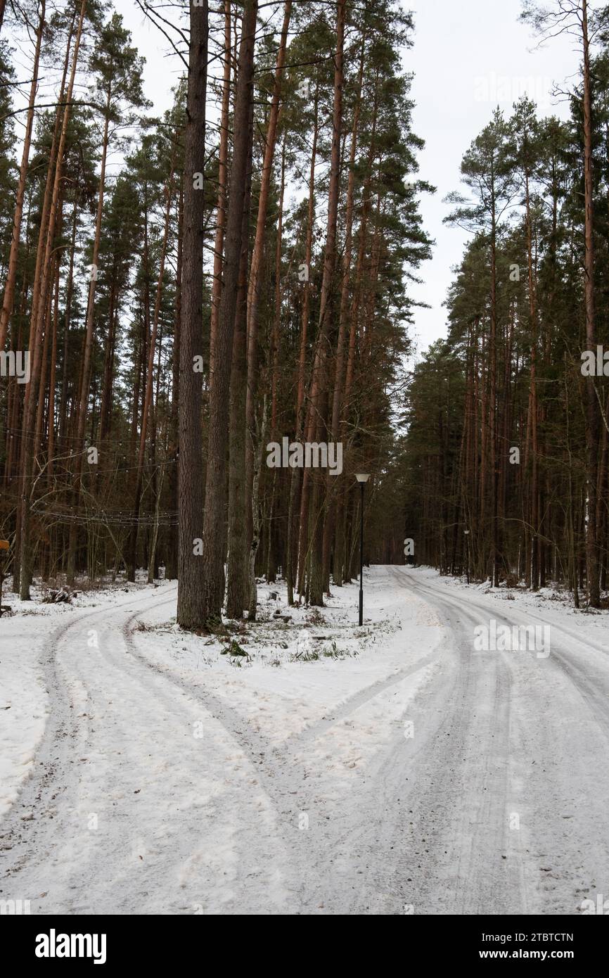 Das leise Flüstern der schneebedeckten Waldwege in Tervete lädt zur ruhigen Besinnung ein Stockfoto