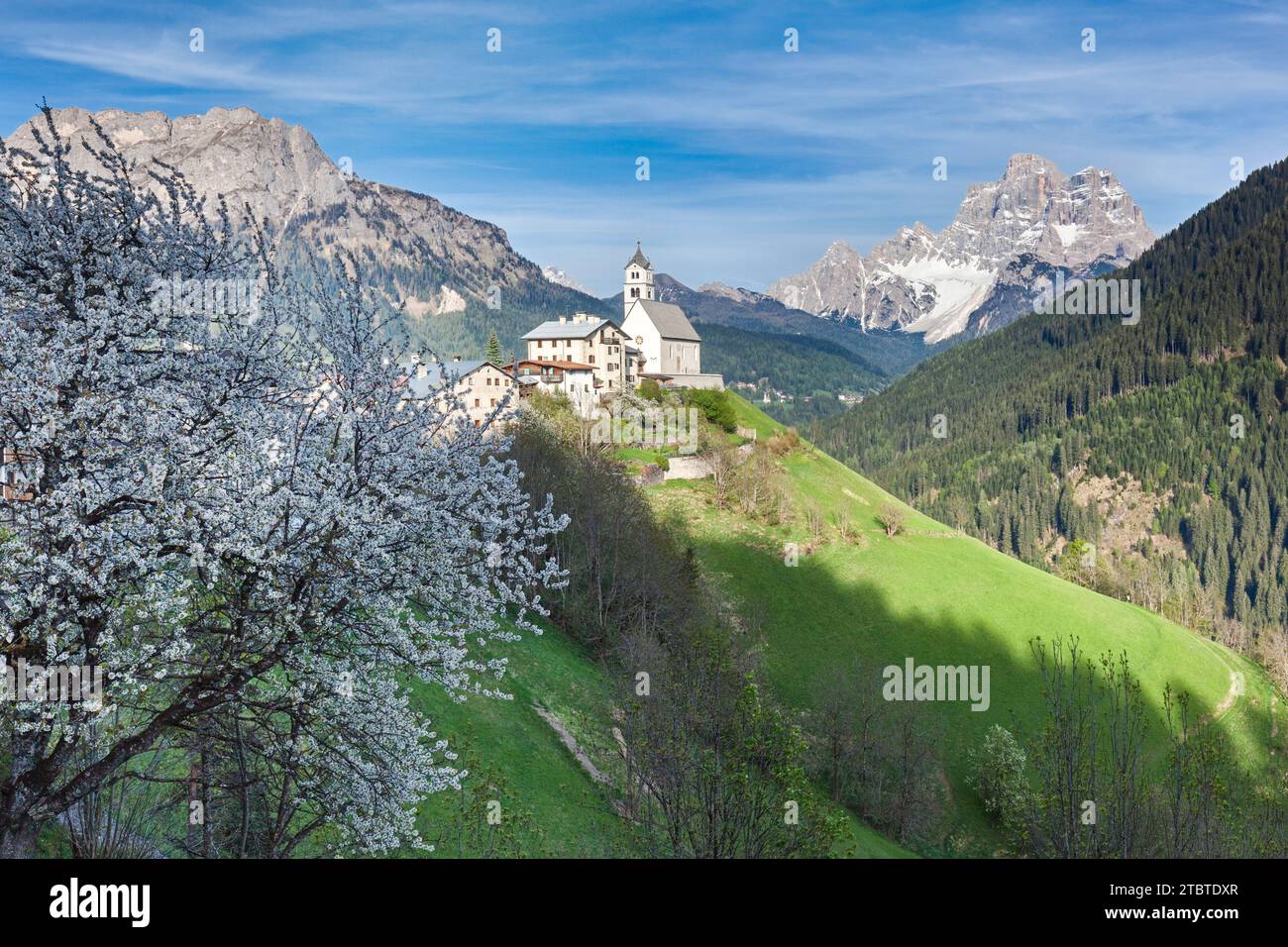 Europa, Italien, Venetien, Belluno, Dolomiten. Das Dorf Colle Santa Lucia mit der Kirche auf dem Hügel und einem blühenden Kirschbaum im Frühling Stockfoto