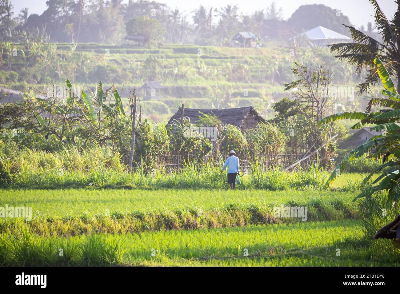 Sonnenaufgang über jungen Reisterrassen im ruhigen Morgenlicht, Reflexion auf den Feldern, tolles Grün und Licht in einem Landschaftsfoto, schönes grünes Bali, Indonesien Stockfoto