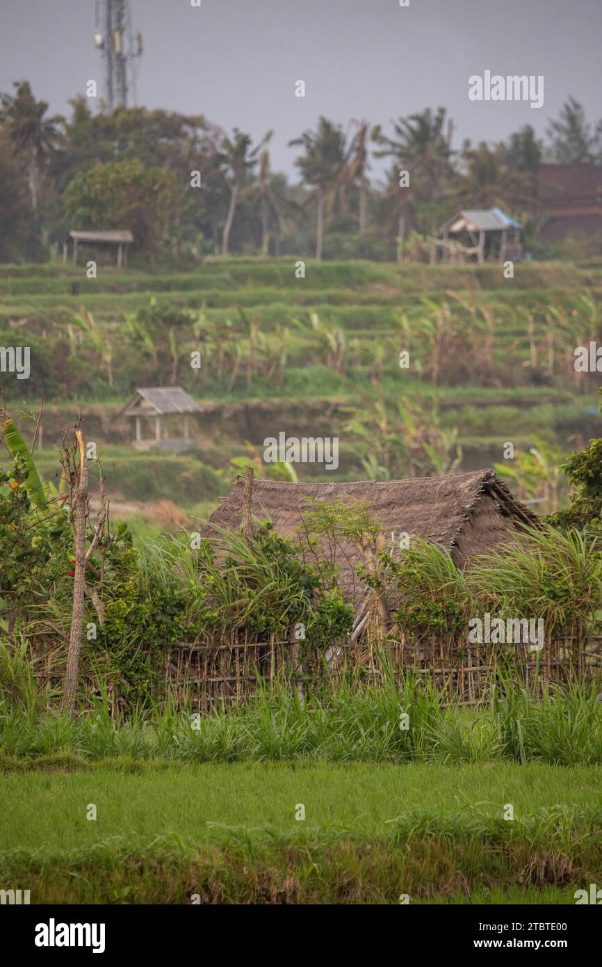 Sonnenaufgang über jungen Reisterrassen im ruhigen Morgenlicht, Reflexion auf den Feldern, tolles Grün und Licht in einem Landschaftsfoto, schönes grünes Bali, Indonesien Stockfoto