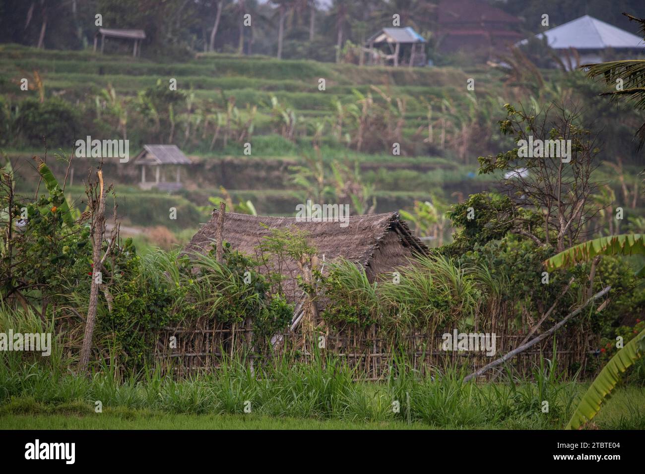 Sonnenaufgang über jungen Reisterrassen im ruhigen Morgenlicht, Reflexion auf den Feldern, tolles Grün und Licht in einem Landschaftsfoto, schönes grünes Bali, Indonesien Stockfoto