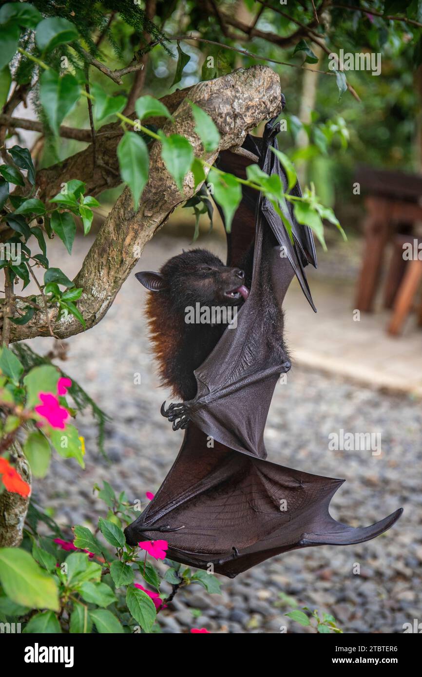 Ein fliegende Fuchs auf einem Blumenstrauch in Bali, Indonesien Stockfoto