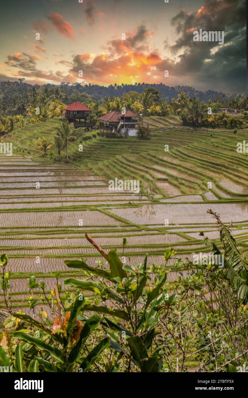 Reisterrassen im Abendlicht, schöne grüne Reisterrassen mit Blick auf die Landschaft, ein großartiges historisches Gebäude in Bali Stockfoto